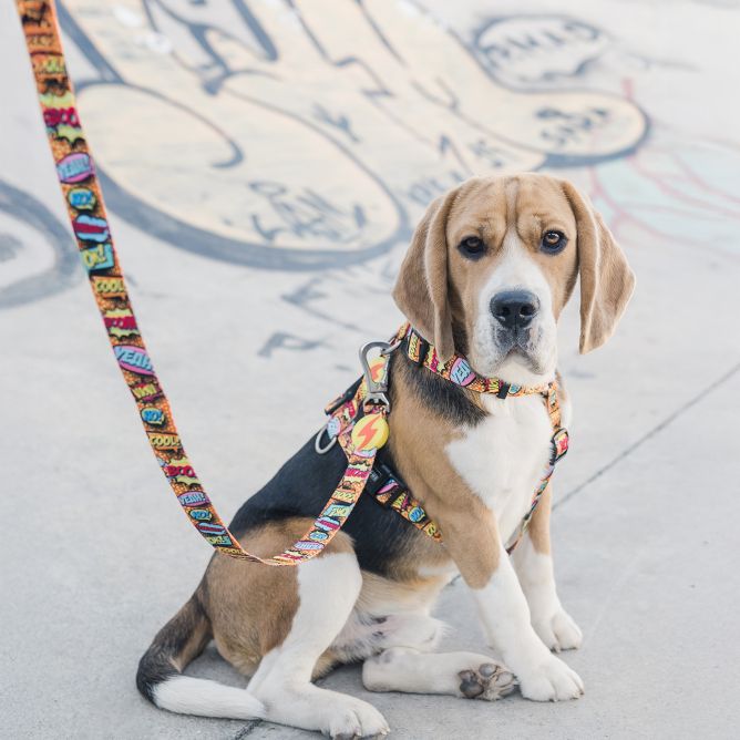 Pavada suņiem BOOM, L