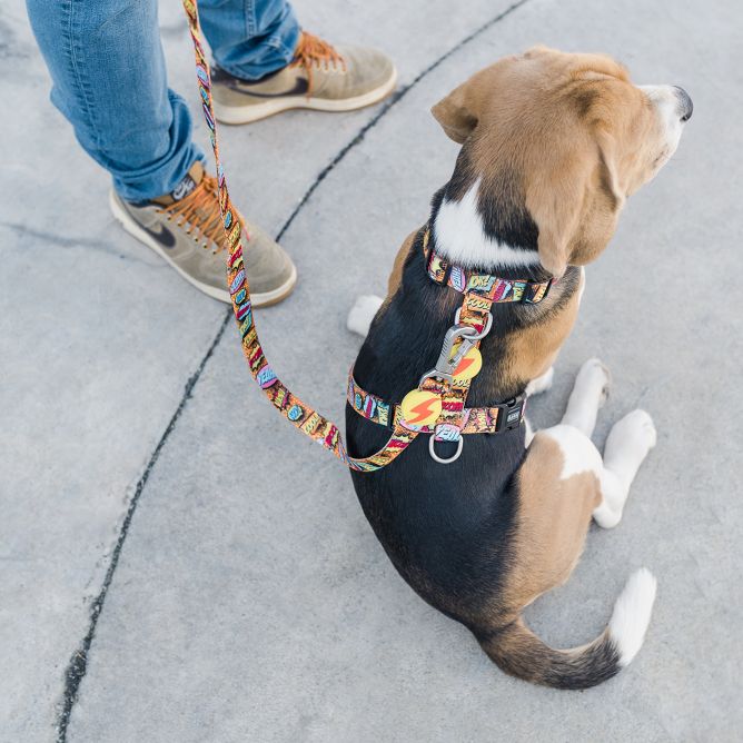 Pavada suņiem BOOM, S