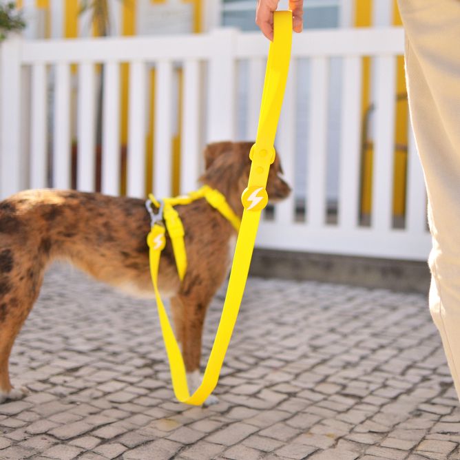 Pavada suņiem COLORFLEX, dzeltena, M