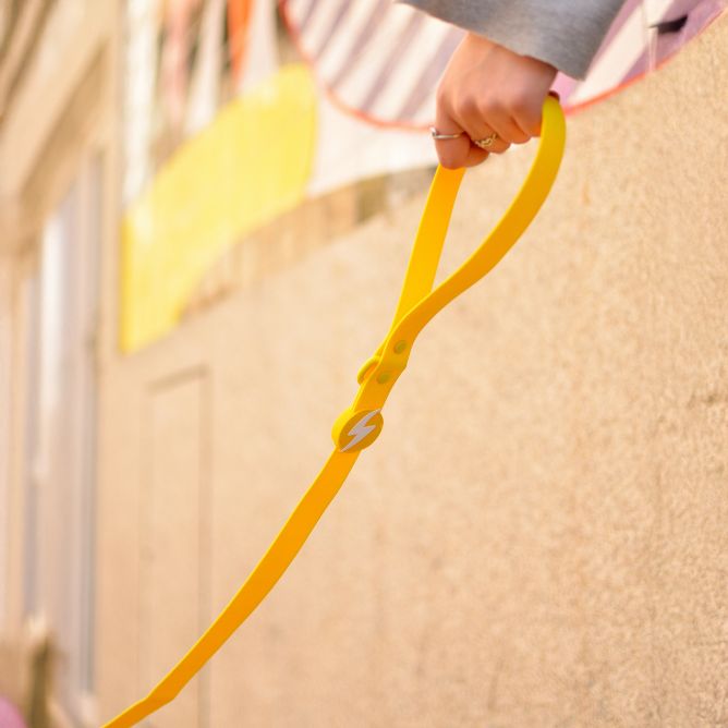 Pavada suņiem COLORFLEX, dzeltena, XS