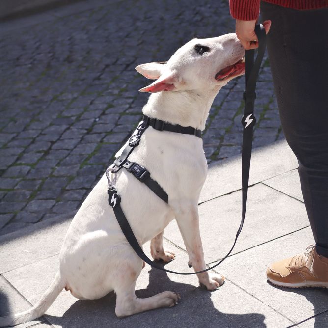 Pavada suņiem COLORFLEX, melna, S