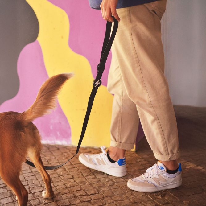 Pavada suņiem COLORFLEX, melna, XS