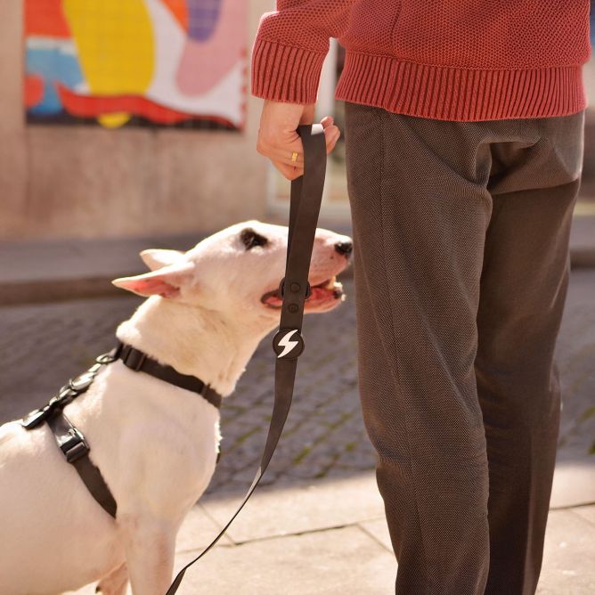 Pavada suņiem COLORFLEX, melna, XS