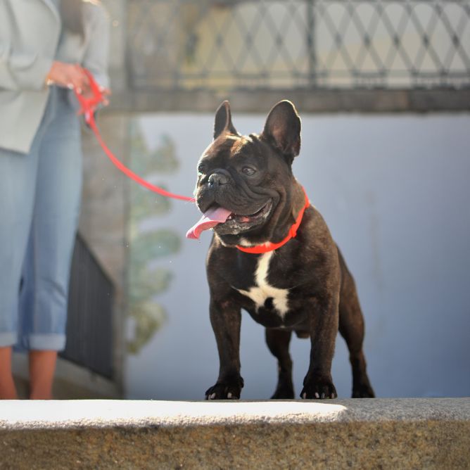 Pavada suņiem COLORFLEX, sarkana, M