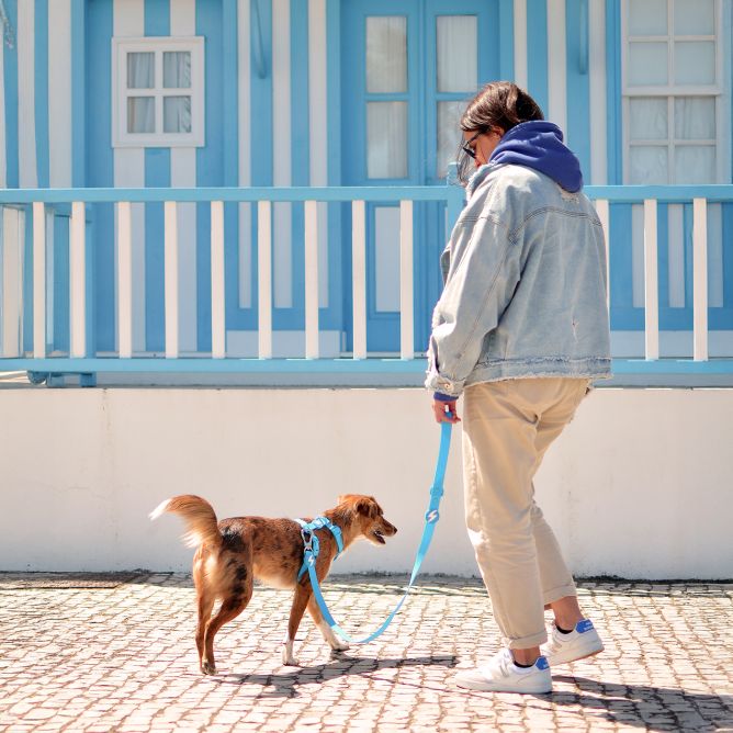 Pavada suņiem COLORFLEX, zila, M