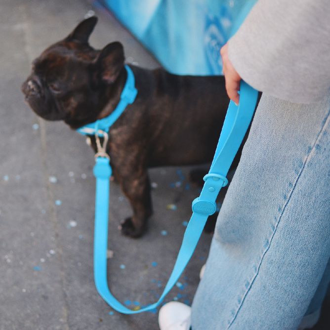 Pavada suņiem COLORFLEX, zila, M