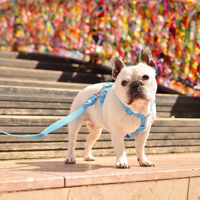 Pavada suņiem COLORFLEX, zila, S