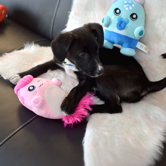 Plīša rotaļlieta suņiem FINI