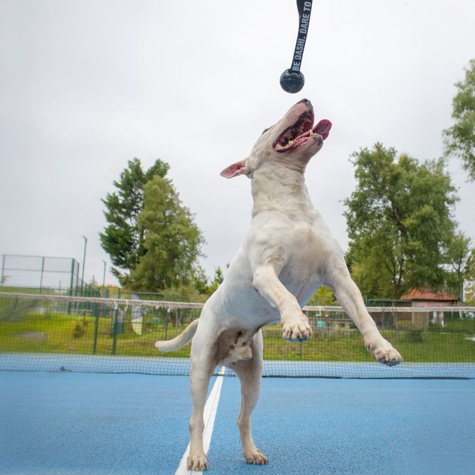 Rotaļlieta suņiem Black Rubber Ball