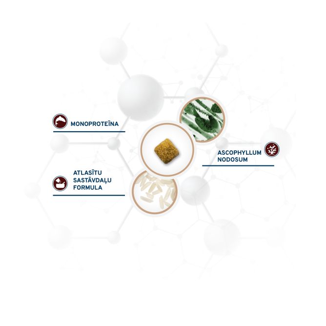 VetDiet All Size Intestinal Colon FASE 1, 4kg