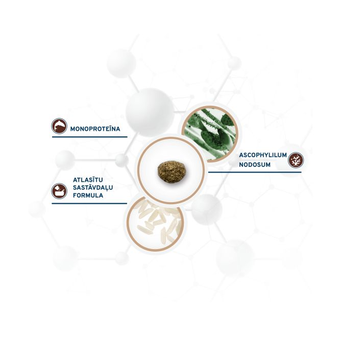 VetDiet Intestinal Colon FASE 2 Mini/Toy, 1,5kg