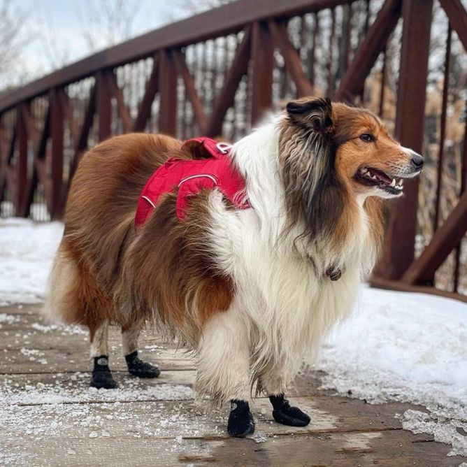 Zābaciņi suņiem, melni, XL, 4gb.