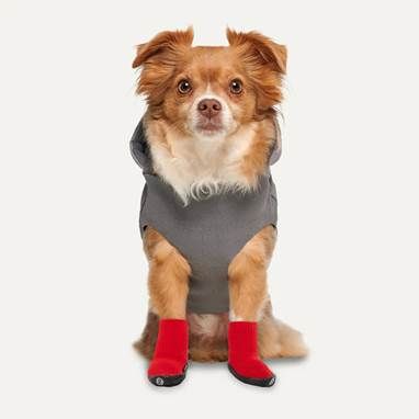 A dog wearing a vest and red socks  AI-generated content may be incorrect.