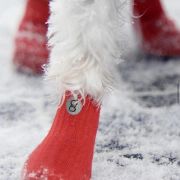 Attēls rakstam Zābaki suņiem:  viss par ķepu aizsardzību ziemā un ne tikai!