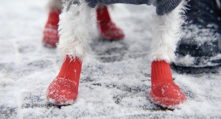 Zābaki suņiem:  viss par ķepu aizsardzību ziemā un ne tikai!