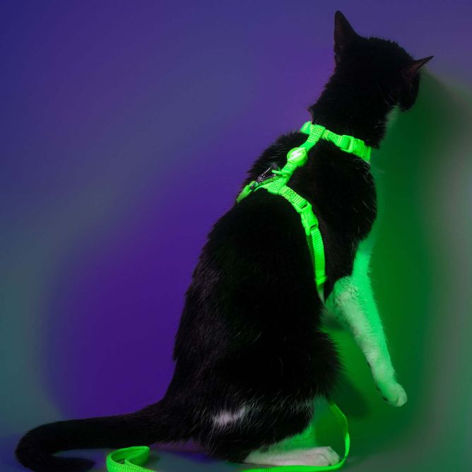 Dashi iemaukti un pavada kaķiem NEON GREEN