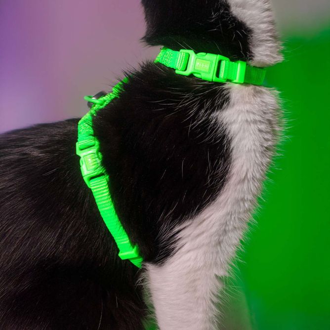 Dashi iemaukti un pavada kaķiem NEON GREEN