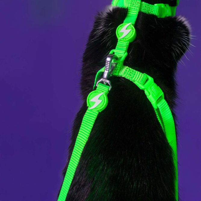 Dashi iemaukti un pavada kaķiem NEON GREEN