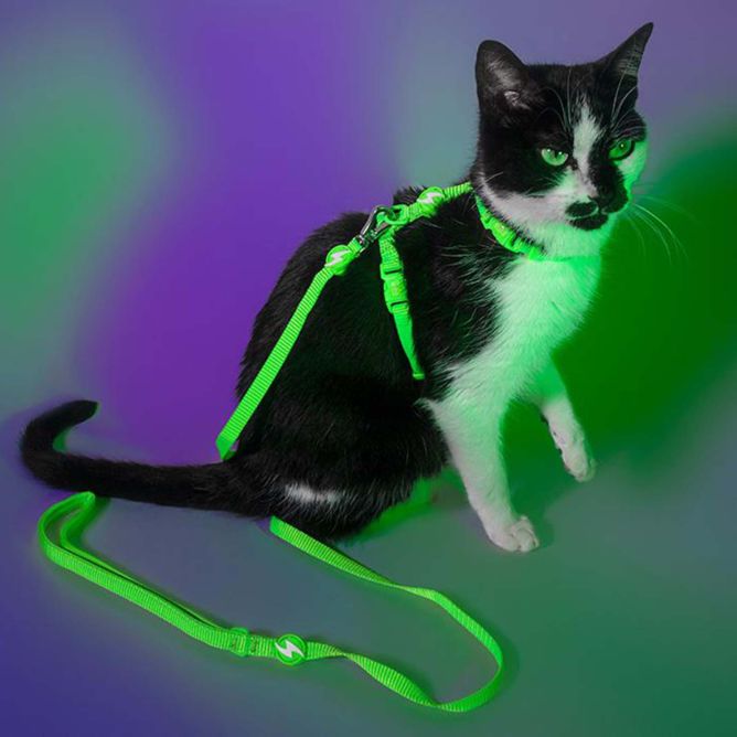 Dashi iemaukti un pavada kaķiem NEON GREEN