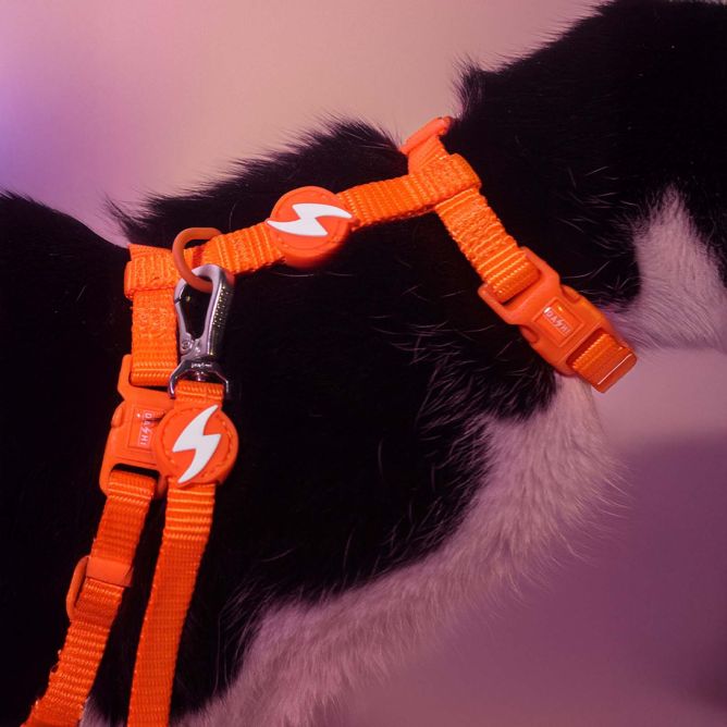 Dashi iemaukti un pavada kaķiem NEON ORANGE