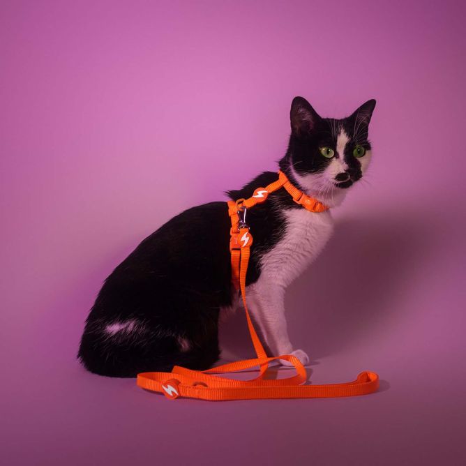 Dashi iemaukti un pavada kaķiem NEON ORANGE