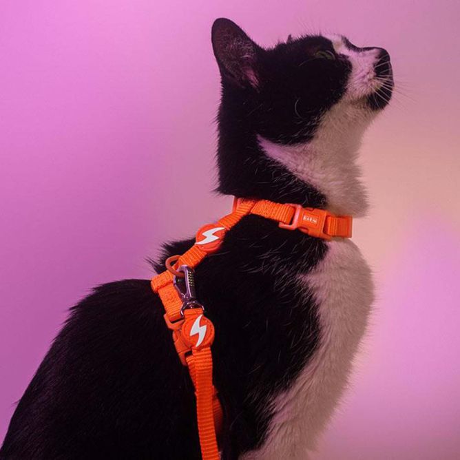 Dashi iemaukti un pavada kaķiem NEON ORANGE