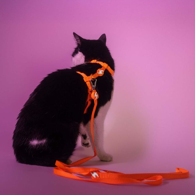 Dashi iemaukti un pavada kaķiem NEON ORANGE