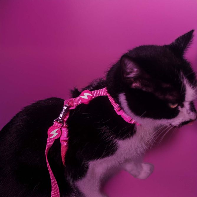 Dashi iemaukti un pavada kaķiem NEON PINK