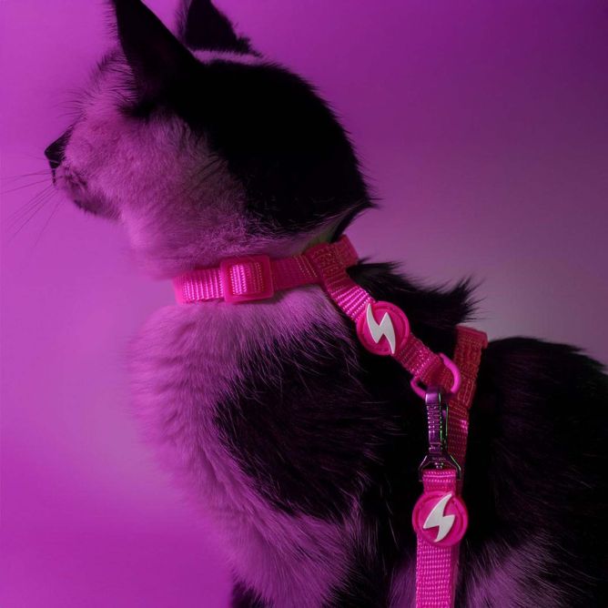 Dashi iemaukti un pavada kaķiem NEON PINK