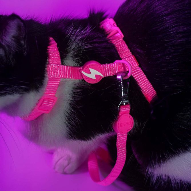 Dashi iemaukti un pavada kaķiem NEON PINK