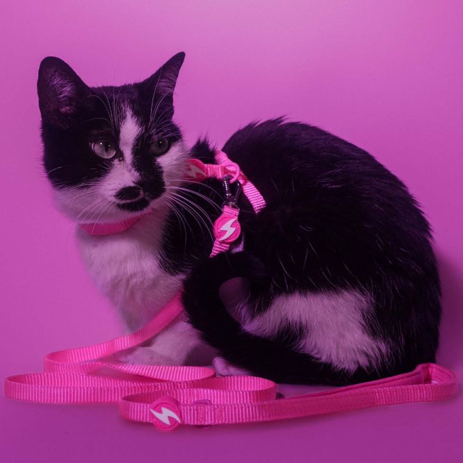 Dashi iemaukti un pavada kaķiem NEON PINK