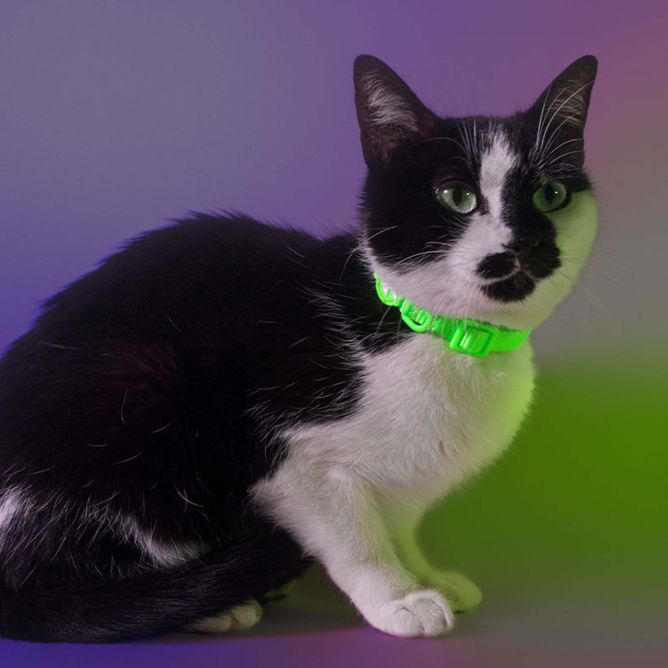 Dashi kaklasiksna kaķiem NEON GREEN
