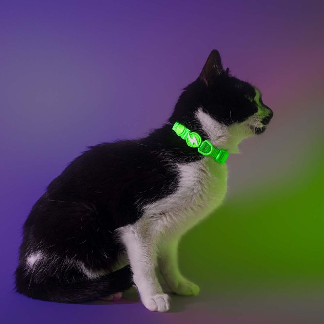 Dashi kaklasiksna kaķiem NEON GREEN