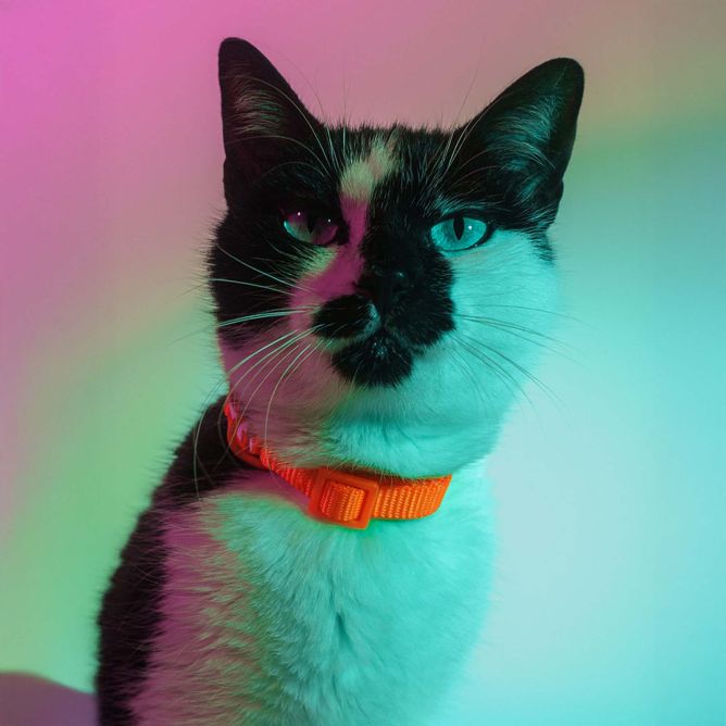Dashi kaklasiksna kaķiem NEON ORANGE