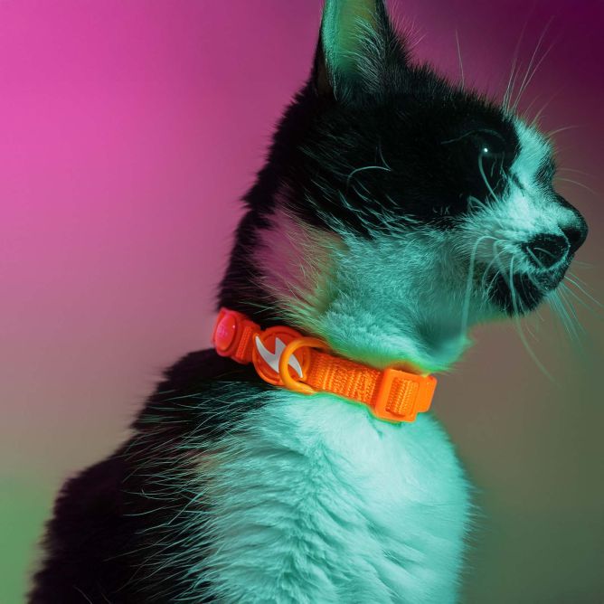 Dashi kaklasiksna kaķiem NEON ORANGE