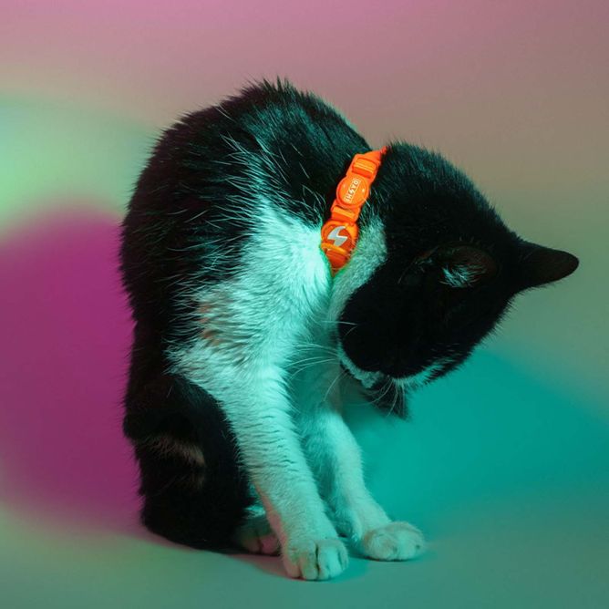 Dashi kaklasiksna kaķiem NEON ORANGE