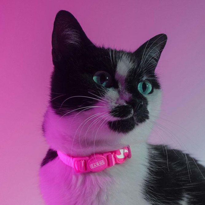 Dashi kaklasiksna kaķiem NEON PINK