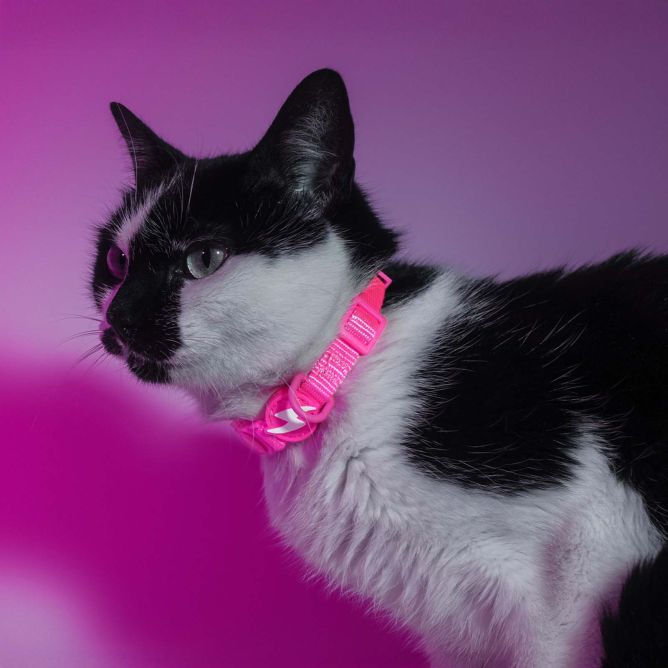Dashi kaklasiksna kaķiem NEON PINK