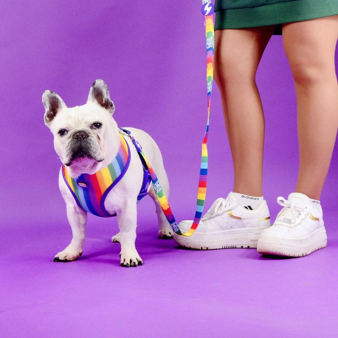 Dashi mīkstie NeoMesh iemaukti suņiem BETTY YOU,  XS