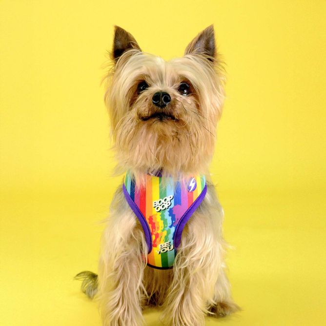 Dashi mīkstie NeoMesh iemaukti suņiem BETTY YOU,  XS