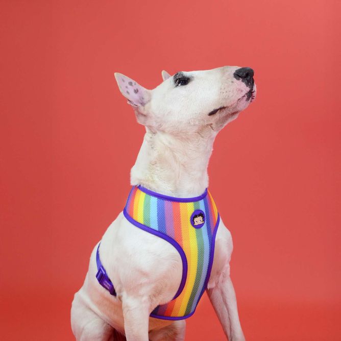 Dashi mīkstie NeoMesh iemaukti suņiem BETTY YOU, XXL