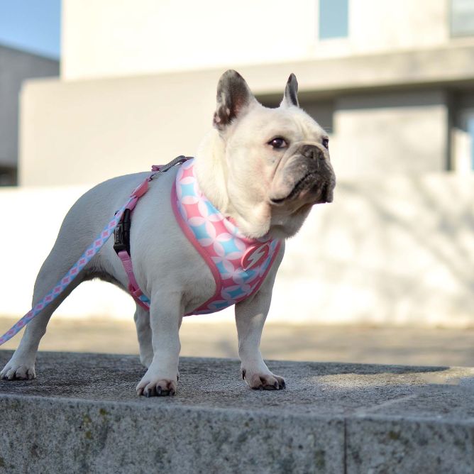 Dashi mīkstie NeoMesh iemaukti suņiem CORAL, XXL