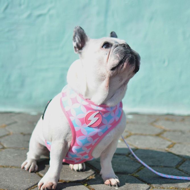 Dashi mīkstie NeoMesh iemaukti suņiem CORAL, XXL