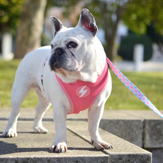 Dashi mīkstie NeoMesh iemaukti suņiem CORAL, XXL