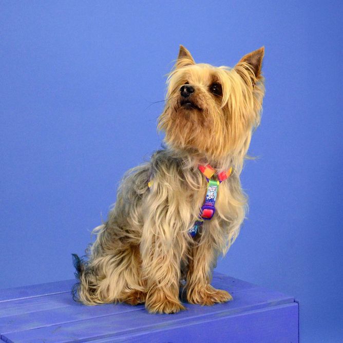 Dashi muguras iemaukti suņiem BETTY YOU, XS