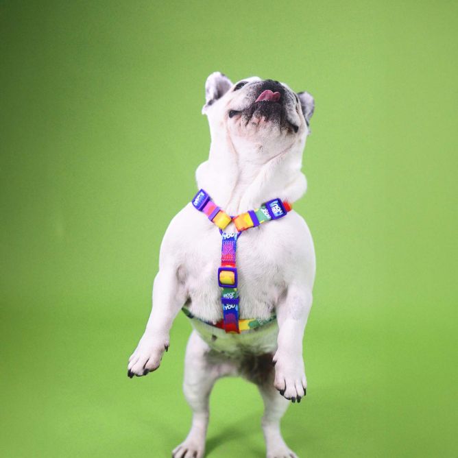 Dashi muguras iemaukti suņiem BETTY YOU, XS