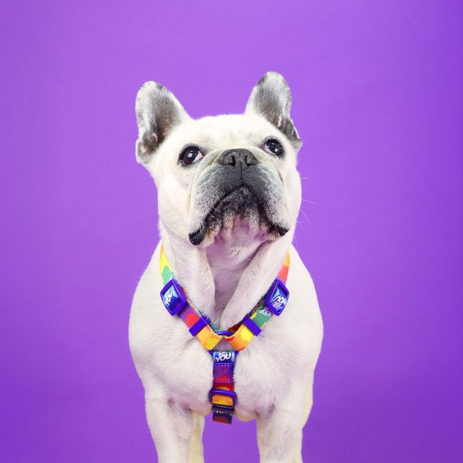 Dashi muguras iemaukti suņiem BETTY YOU, XS