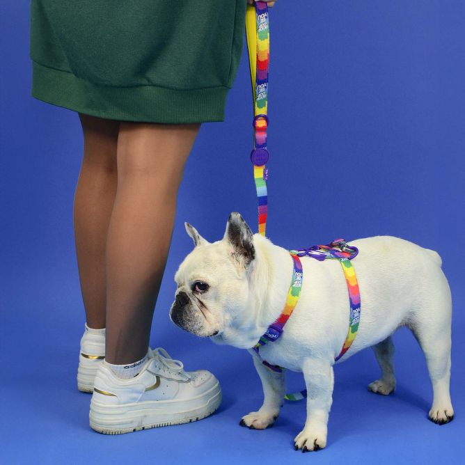 Dashi muguras iemaukti suņiem BETTY YOU, XS