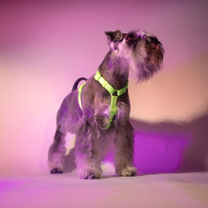 Dashi muguras iemaukti suņiem NEON GREEN, L