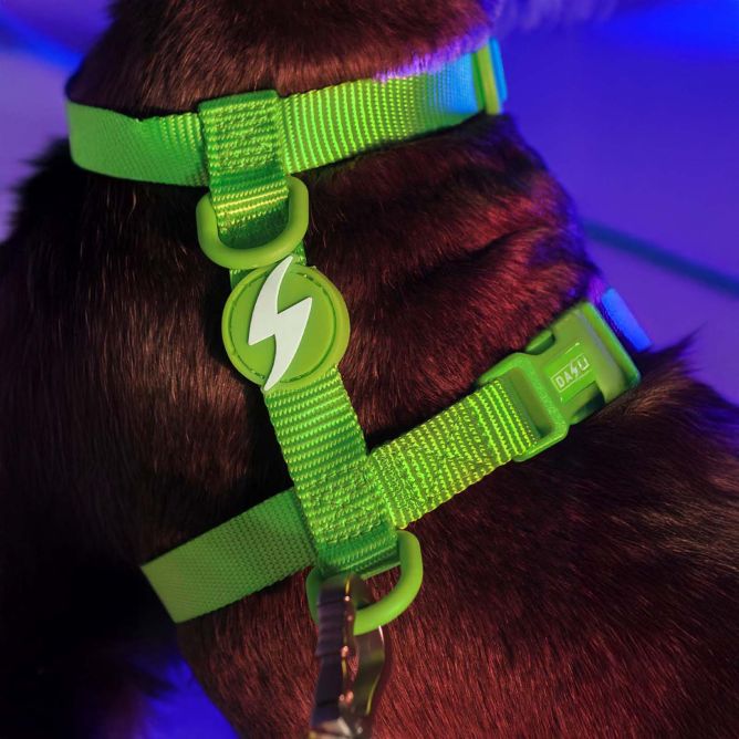 Dashi muguras iemaukti suņiem NEON GREEN, XS